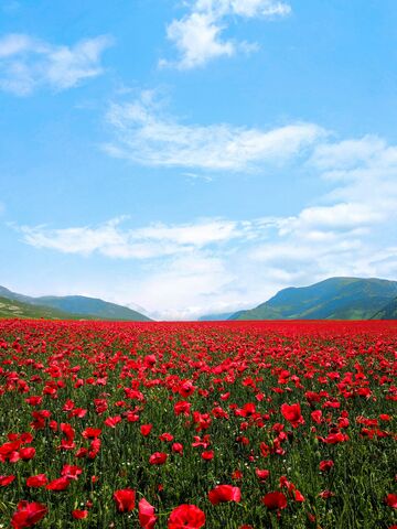 Champ de coquelicots arméniens, photo de puzzle