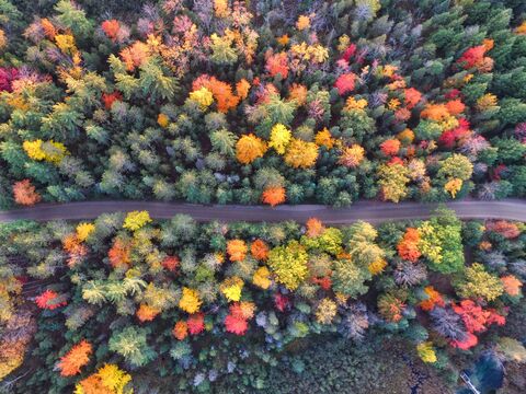 Autumn Forest from Above, jigsaw puzzle photo