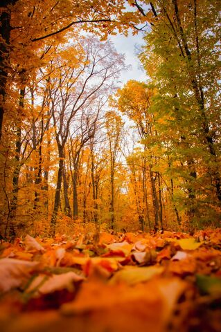 Autumn Forest Floor, jigsaw puzzle photo