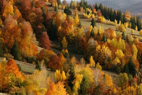 Autumn Hillside, jigsaw puzzle photo