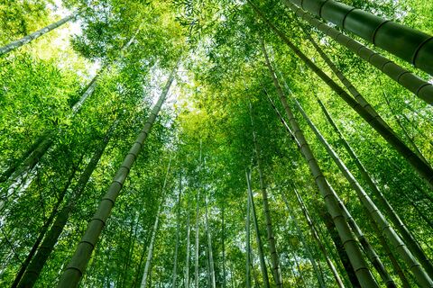 Bamboo Canopy, jigsaw puzzle photo