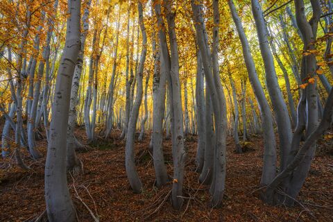 Beech Trunks in Autumn, jigsaw puzzle photo