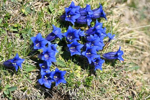 Gentianes bleues, photo de puzzle