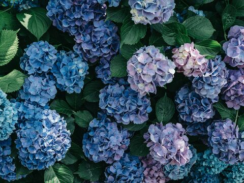 Hortensias bleus, photo de puzzle
