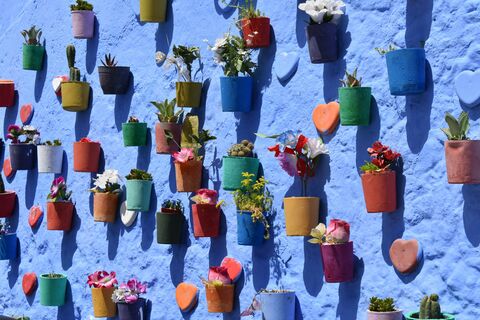 Blue Wall Flowerpots, jigsaw puzzle photo