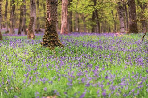 Bois de jacinthes des bois, photo de puzzle