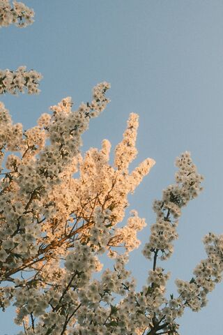 Cherry Blossom Sky, jigsaw puzzle photo