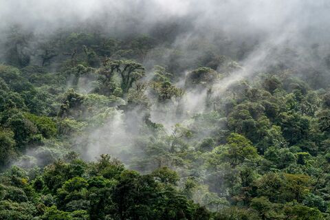 Cloud Forest in the Mist, jigsaw puzzle photo