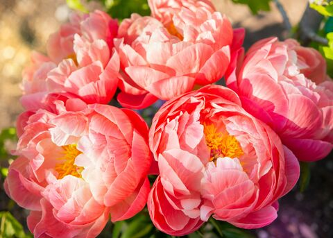 Coral Peonies, jigsaw puzzle photo