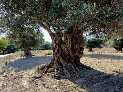 Cretan Olive Tree, jigsaw puzzle photo