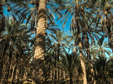 Date Palm Grove, jigsaw puzzle photo