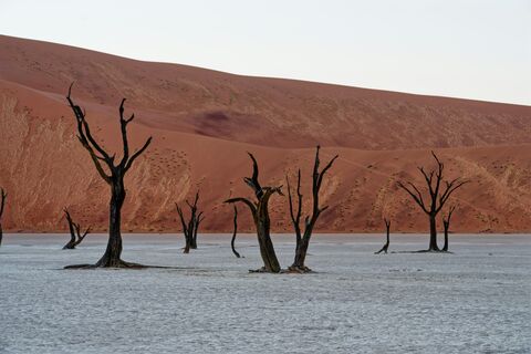 Deadvlei Camelthorn Trees, jigsaw puzzle photo