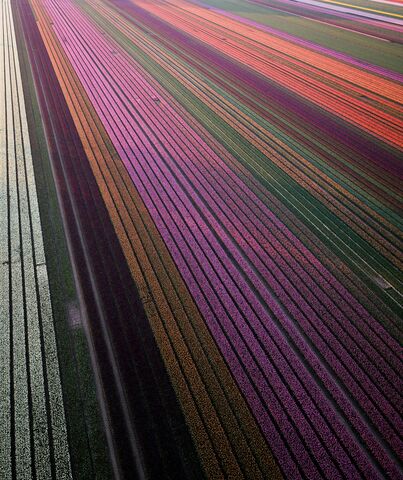 Rangées de tulipes néerlandaises, photo de puzzle
