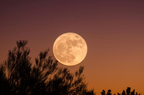 Full Moon Through Branches, jigsaw puzzle photo