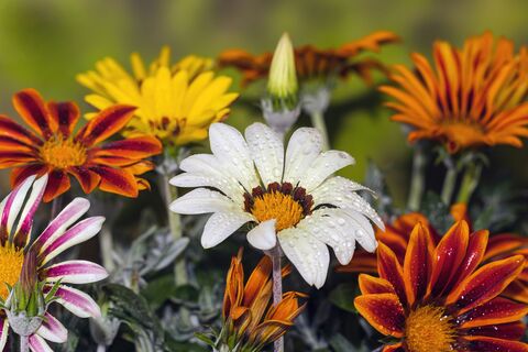 Gazanias couverts de rosée, photo de puzzle