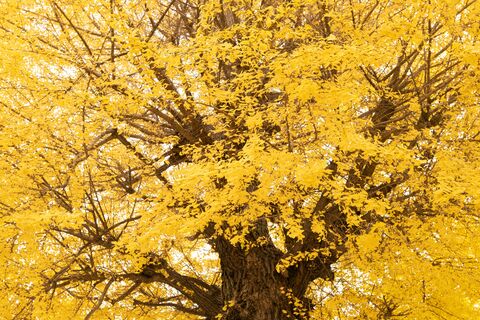 Golden Ginkgo, jigsaw puzzle photo