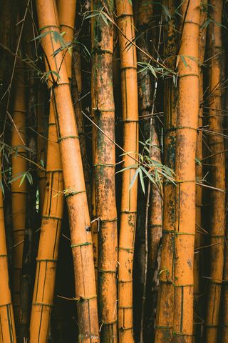 Golden Bamboo, jigsaw puzzle photo