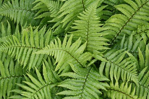 Fern Fronds After Rain, jigsaw puzzle photo