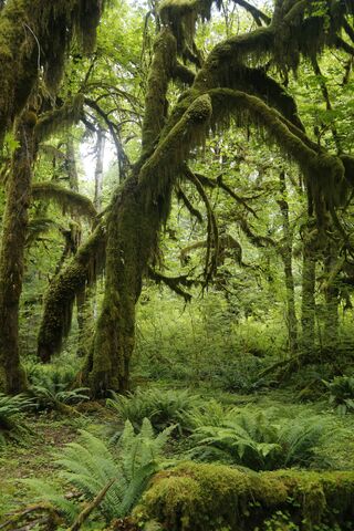 Hoh Rain Forest, jigsaw puzzle photo