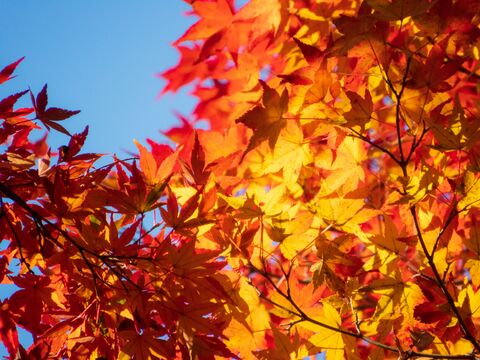 Japanese Maple in Autumn, jigsaw puzzle photo