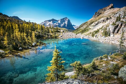 Lake O'Hara Larches, jigsaw puzzle photo