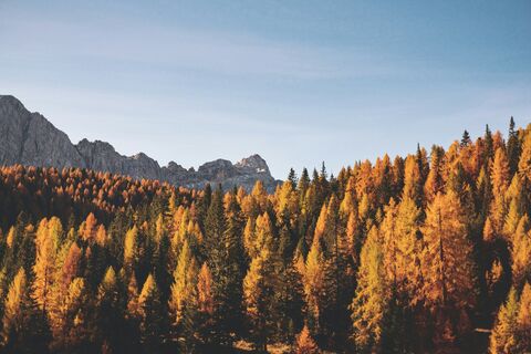Golden Larch Forest, jigsaw puzzle photo