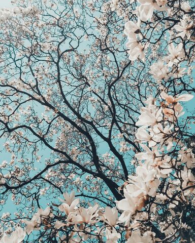 Voûte de magnolias, photo de puzzle