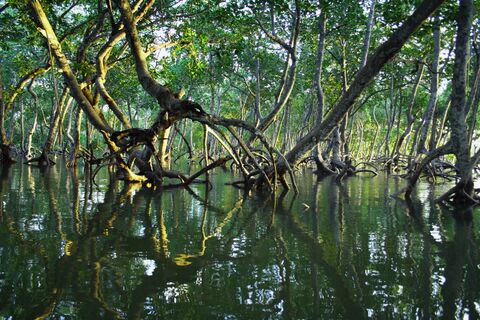 Mida Creek Mangroves, jigsaw puzzle photo