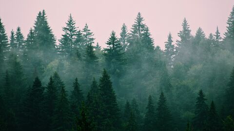 Misty Spruce Forest, jigsaw puzzle photo
