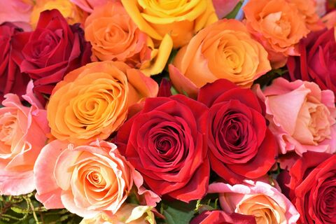 Mixed Roses, jigsaw puzzle photo