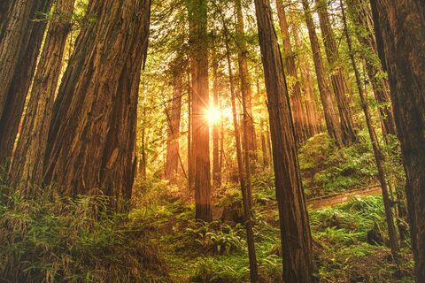 Muir Woods Redwoods, jigsaw puzzle photo