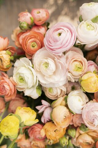 Pastel Ranunculus, jigsaw puzzle photo