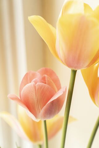 Pastel Tulips, jigsaw puzzle photo