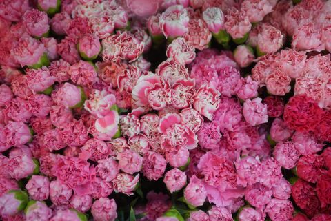 Pink Carnations, jigsaw puzzle photo