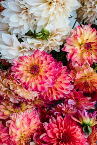 Pink and Cream Dahlias, jigsaw puzzle photo