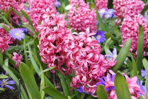 Hyacinths and Anemones, jigsaw puzzle photo