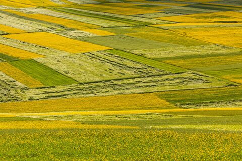 Champs de colza du Qinghai, photo de puzzle