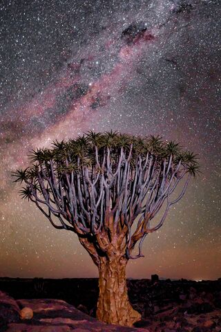 Quiver Tree under the Stars, jigsaw puzzle photo
