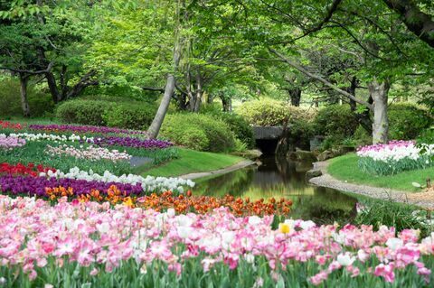 Tulipes au bord du ruisseau, photo de puzzle