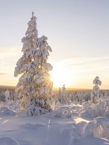 Snowy Spruces at Sunset, jigsaw puzzle photo