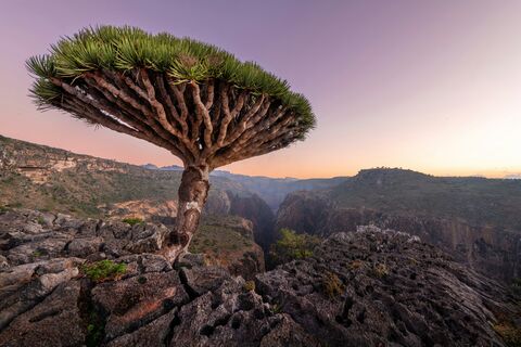 Dragon's Blood Tree on the Canyon Rim, jigsaw puzzle photo