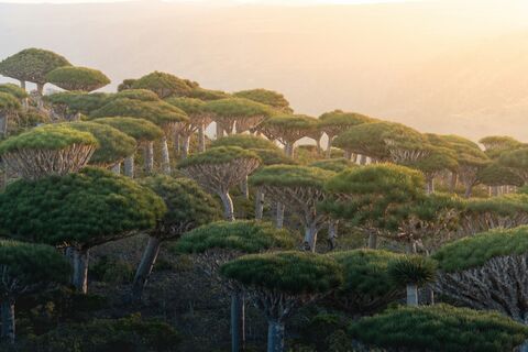 Dragon's Blood Trees, jigsaw puzzle photo