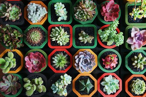Succulents in Coloured Pots, jigsaw puzzle photo