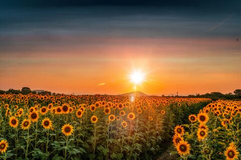 Champ de tournesols au coucher du soleil, photo de puzzle