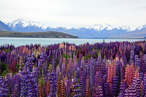 Lupins du lac Tekapo, photo de puzzle