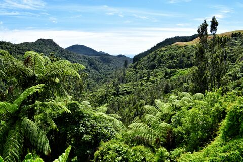 Tree Fern Forest, jigsaw puzzle photo