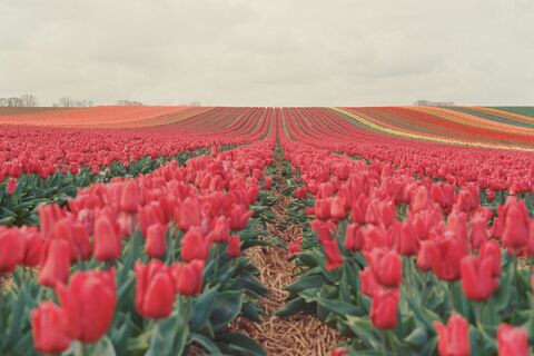 Red Tulip Field, jigsaw puzzle photo