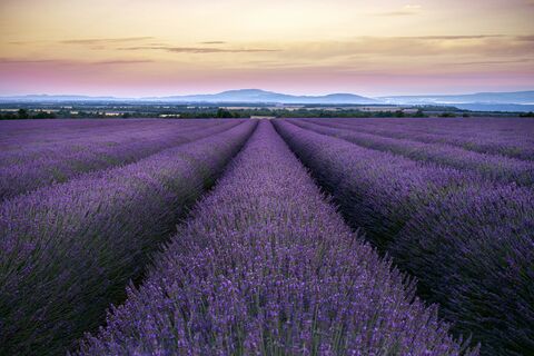 Lavande de Valensole au coucher du soleil, photo de puzzle