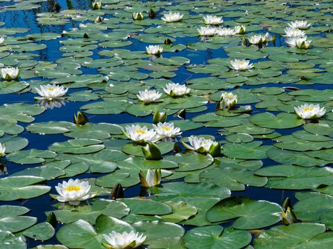 Nénuphars blancs, photo de puzzle
