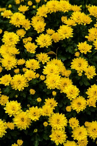 Yellow Chrysanthemums, jigsaw puzzle photo
